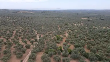 Çanakkale,ezine,gökçebayır Köyünde Satılık Zeytinlik Çanakkale,ezine,gökçebayır Köyünde Satılık Zeytinlik