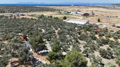 Küçükköy'de Manzaralı,bakımlı Zeytinlik Ve Tadilatlı Müstakil Ev