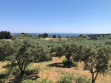 Şarköy De Işık Emlaktan Aşağıkalamış Mah De 6271 M2 Zeytinlik Şarköy De Işık Emlaktan Aşağıkalamış Mah De 6271 M2 Zeytinlik
