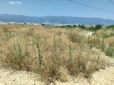 İzmir Kemalpaşa Sanayi Bölgesine Yakın Acil Satılık Bahçe