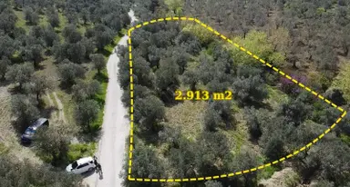 Çanakkale Ayvacık Nusratlı Köyü Yolunda Sahile Yakın Zeytinlik