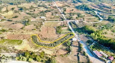 Alanya Saburlarda Asfalta Sıfır Satılık 2.161 M2 Zeytin Bahçesi Alanya Saburlarda Asfalta Sıfır Satılık 2.161 M2 Zeytin Bahçesi