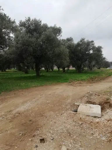 Koyuncu Group Tan Urlada Satılık Villa Arsası