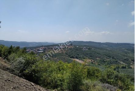 Arsa-Zeytinlik