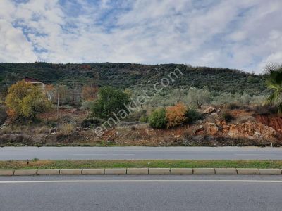 Arsa-Zeytinlik