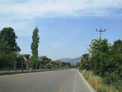 Arsa-Arazi