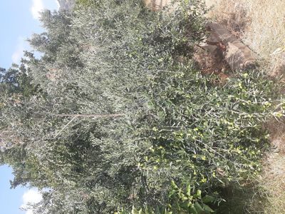 Kisir Mahallesi 6 Dönüm Satılik Zeytinlik