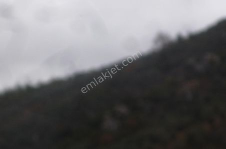 Arsa-Zeytinlik