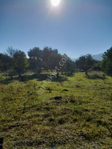 Arsa-Tarla