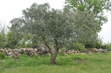 Arsa-Zeytinlik
