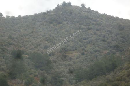 Arsa-Zeytinlik