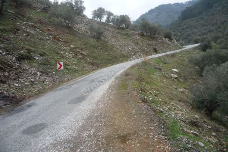 Arsa-Zeytinlik