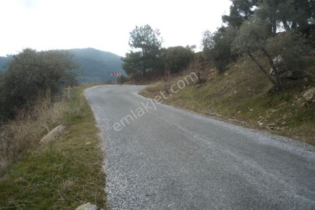 Arsa-Zeytinlik