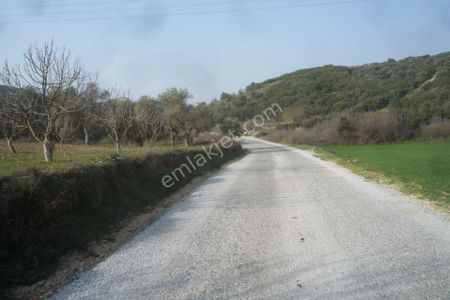 Arsa-Zeytinlik