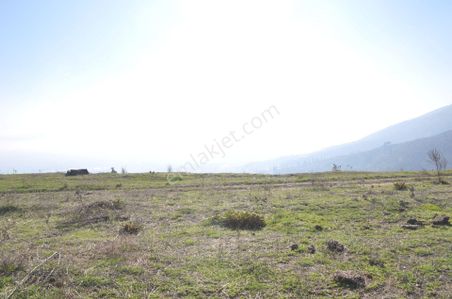 Arsa-Bağ & Bahçe