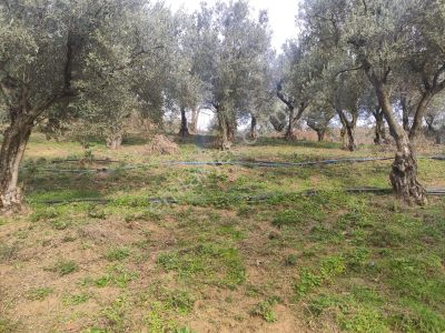 Arsa-Zeytinlik