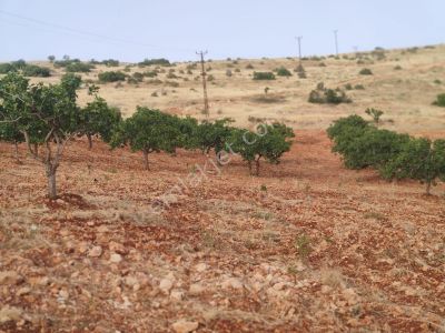 Arsa-Tarla