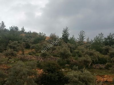Arsa-Zeytinlik