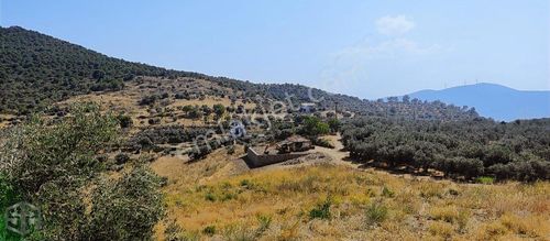 Arsa-Zeytinlik