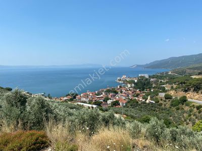 Arsa-Zeytinlik