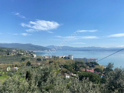 Arsa-Zeytinlik