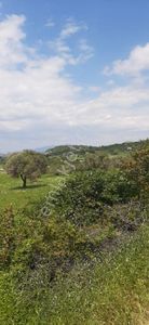 Arsa-Zeytinlik