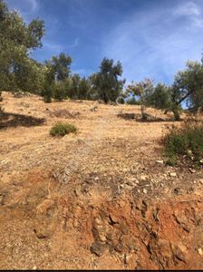 Arsa-Tarla