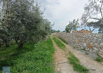 Arsa-Zeytinlik