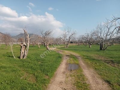 Arsa-Bağ & Bahçe