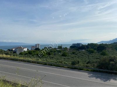 Arsa-Zeytinlik