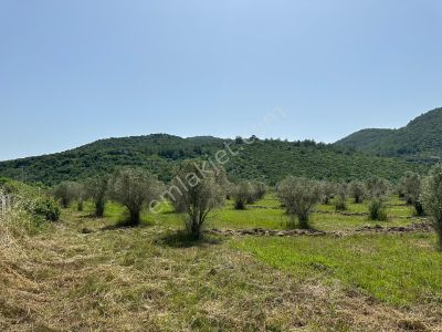 Arsa-Konut İmarlı