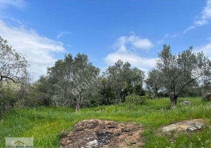 Arsa-Zeytinlik