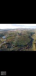 Arsa-Tarla
