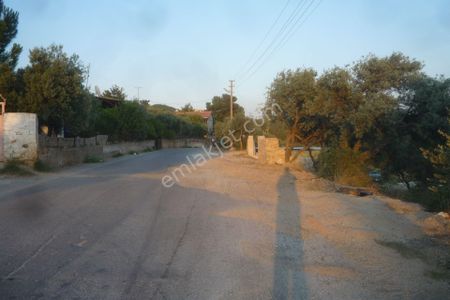 Arsa-Zeytinlik