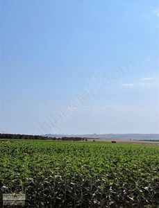 Arsa-Bağ & Bahçe