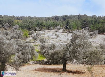 Arsa-Tarla