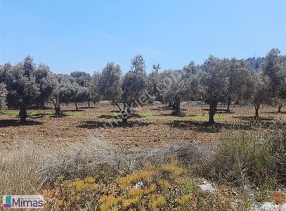 Arsa-Tarla