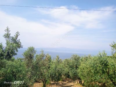 Arsa-Zeytinlik
