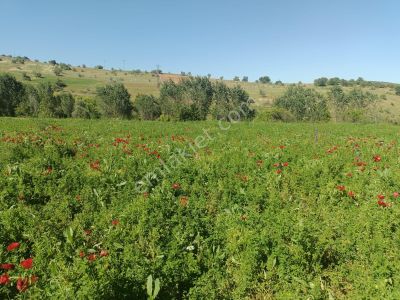 Arsa-Tarla