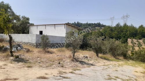 Arsa-Zeytinlik