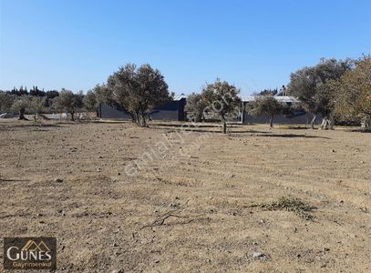 Arsa-Bağ & Bahçe