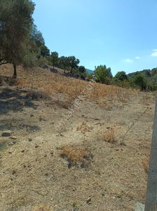 Arsa-Zeytinlik