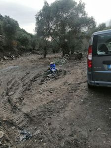 Arsa-Zeytinlik