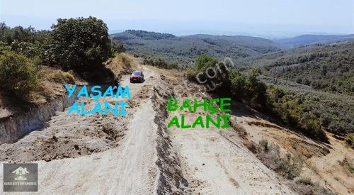 Arsa-Zeytinlik