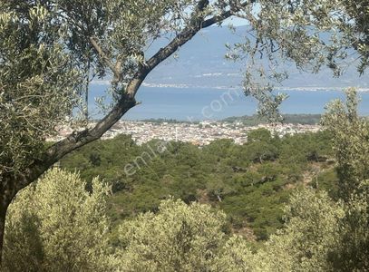 Arsa-Zeytinlik
