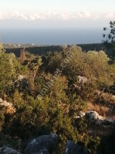 Arsa-Tarla