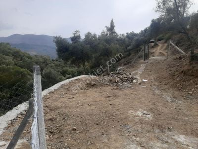 Arsa-Zeytinlik