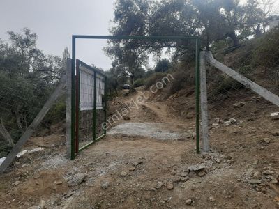Arsa-Zeytinlik
