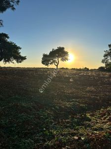 Arsa-Zeytinlik