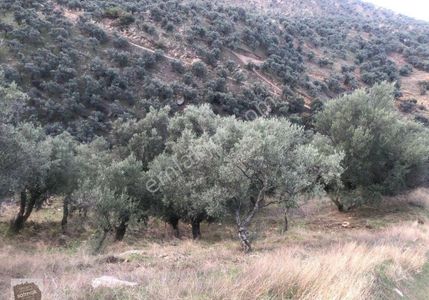Arsa-Bağ & Bahçe